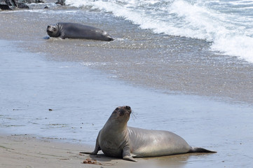 Eléphant de mer  Californie