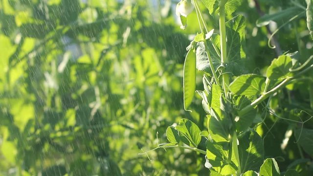 Young peas in garden. Blossom peas. 