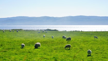 Sheep grazing on the Isle of Arran, Scotland