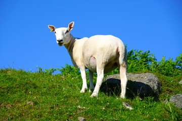 Sheep grazing on the Isle of Arran, Scotland