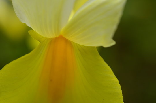 Morning freshness of petals of yellow iris under the sunlight
