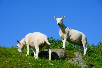 Fototapeta premium Sheep grazing on the Isle of Arran, Scotland