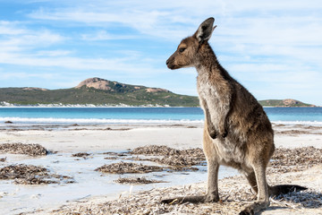 KANGAROO BEACH AUSTRALIA © francoschettini