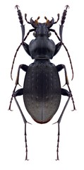 Beetle Carabus roccaianus on a white background