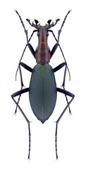 Beetle Carabus blaptoides viridipennis on a white background