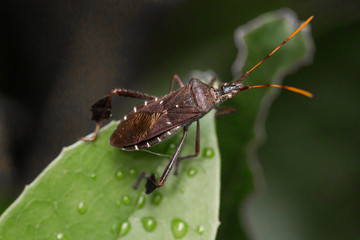 Macro Leaffooted Insect
