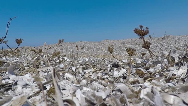 Dried algae and plants near the sea - sultriness landscape
