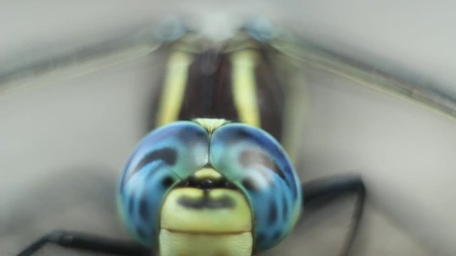 Brachytron pratense -  Hairy Dragonfly. Macro. Selective focus. 