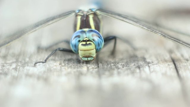 Brachytron pratense -  Hairy Dragonfly. Macro. Selective focus. 