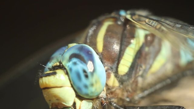 Brachytron pratense -  Hairy Dragonfly. Macro. Selective focus. 