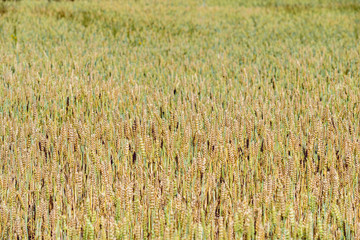 Wheat field.texture, background.