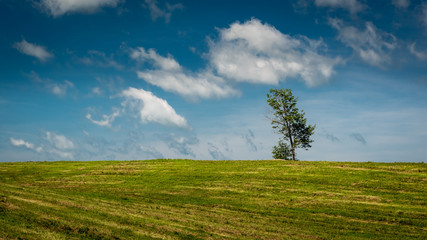 Fototapeta na wymiar Oak tree isolated on the horizon of a country meadow on a sunny summer day