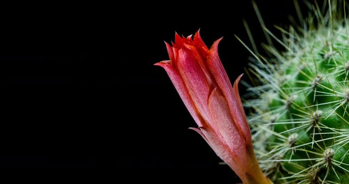 Red cactus flower simultaneously blooming on black background, 4K 4096x2160 time lapse video
