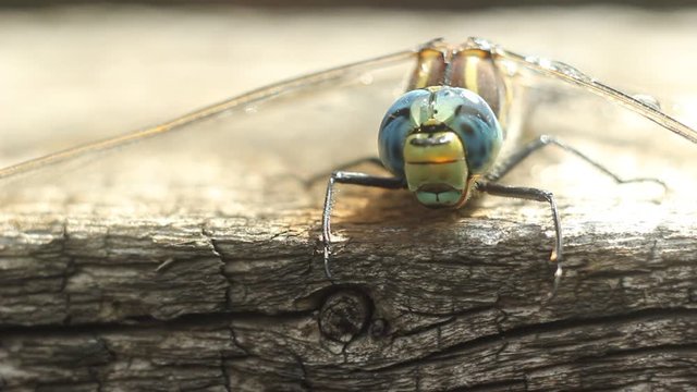 Brachytron pratense -  Hairy Dragonfly. Macro. Selective focus. 