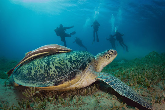 Green sea turtle and Scuba Diver Silhouettes