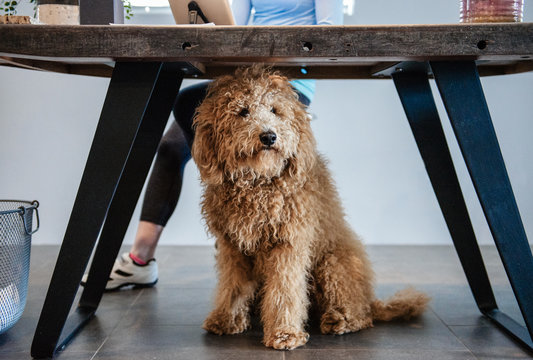 Goldendoodle Dog Sits Under His Owner's Desk At Work