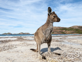 Fototapeta na wymiar KANGAROO BEACH AUSTRALIA