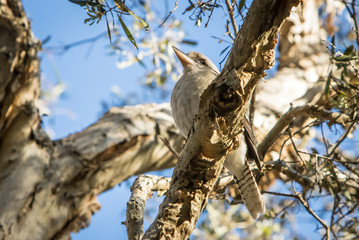 Kookaburra in a Gum Tree