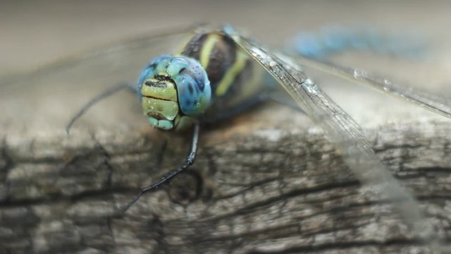 Brachytron pratense -  Hairy Dragonfly. Macro. Selective focus. 