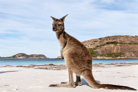 KANGAROO BEACH AUSTRALIA