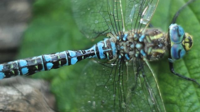Brachytron pratense -  Hairy Dragonfly. Macro. Selective focus. 