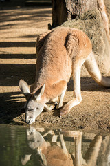 Red Kangaroo Australia