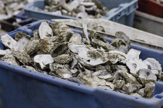 A crate of empty oyster shells