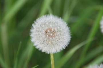 Dandelion