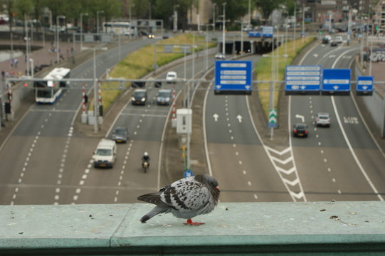 Pigeon Sleeping above the Amsterdam IJ Tunnel