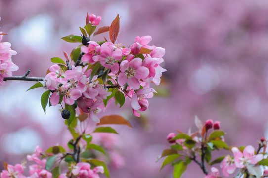 close-up of apple blossoms
