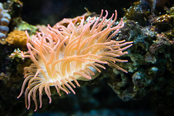 Fototapeta na wymiar Orange anemone overgrowing the rock in saltwater.