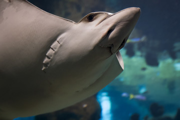 Bottom view at ray fish floating in saltwater. © cegli