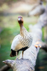 Wandering Whistling Duck Australia