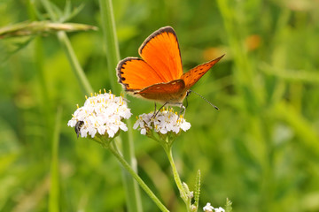 Butterfly on flower