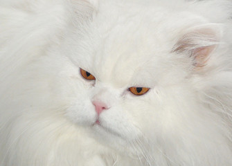 Portrait of a fluffy white persian cat.   