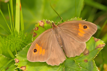 Butterfly on grass