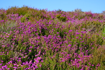 Purple heather flowers on a hill in Arran, Scotland