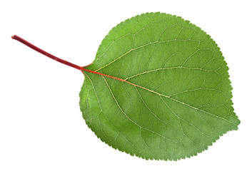 Fototapeta premium Apricot leaf closeup on white