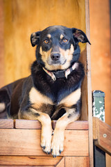 Kelpie Sheepdog in a Shearing Shed Australia