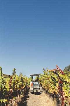 Grape Picking