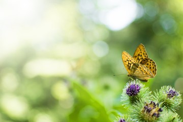 Close up of the butterfly on a forest plant. Bright sunshine in a woods.