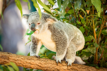 Koala in a Eucalupt tree Australia