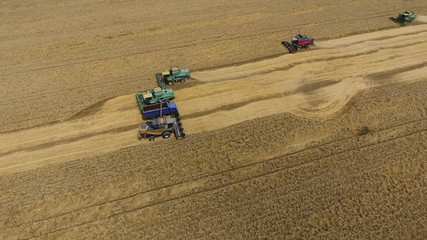 Harvesting wheat harvester. Agricultural machines harvest grain on the field.