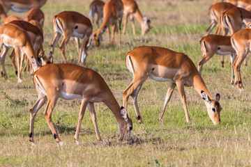 Impala antelopes grazing