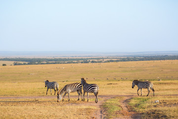 Fototapeta na wymiar Zebras walking at the savannah