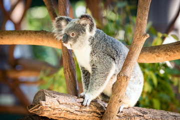 Koala in a Eucalupt tree Australia
