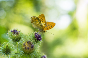 Close up of the butterfly on a forest plant. Bright sunshine in a woods.