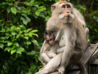 Naklejka na ściany i meble Bali - Monkey Forest