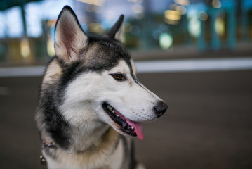  Funny Husky dog with heterochromia different eyes outdoors