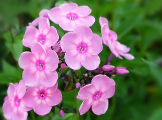 Fototapeta na wymiar Pink phlox in the garden.